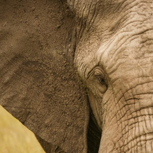 Safari Big Five