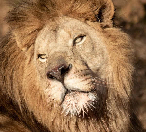 Lion Parc Masaï Mara 