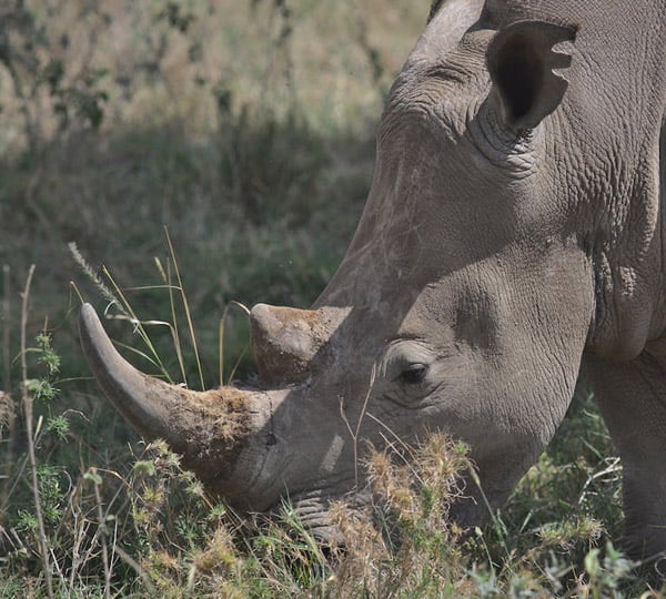 Rhinocéros Safari Big Five