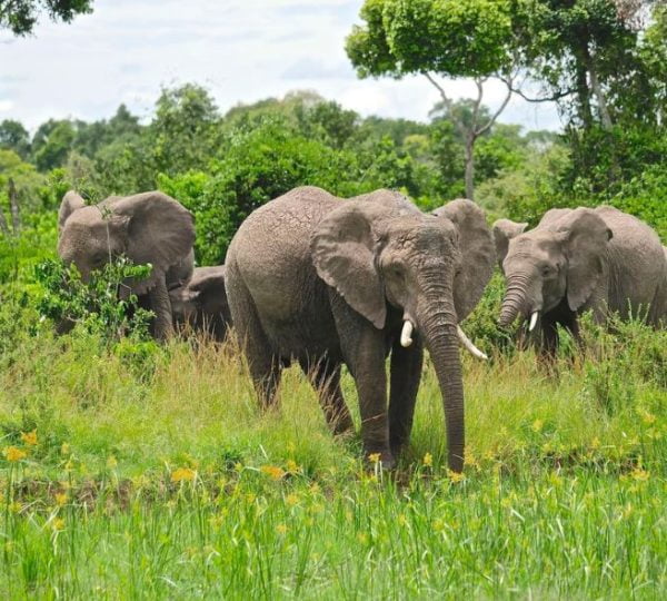 Safari Kenya Eléphant