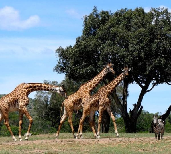 Safari Kenya Girafe