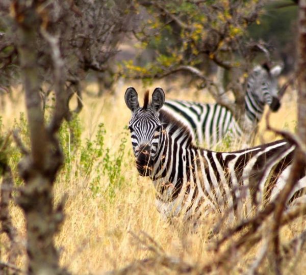Safari Kenya Zèbre