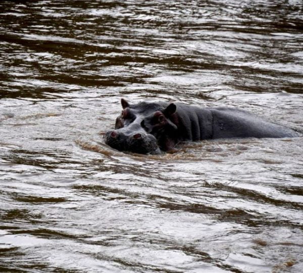 Safari Kenya Hippopotame