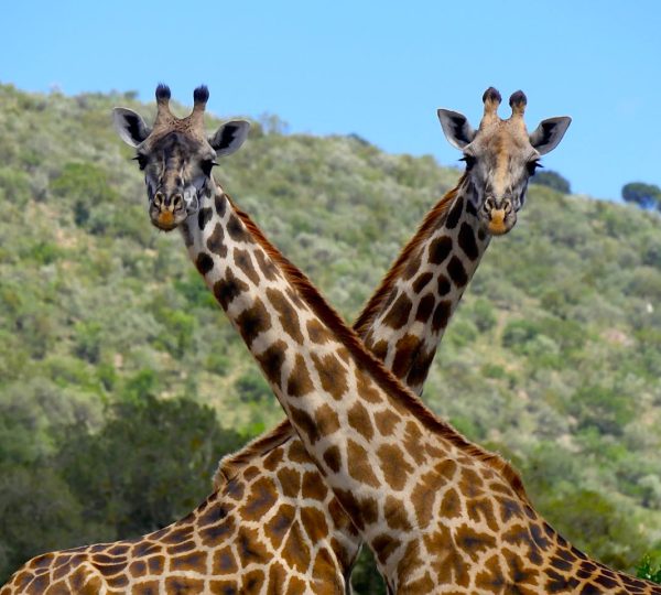 Safari combiné Kenya Tanzanie