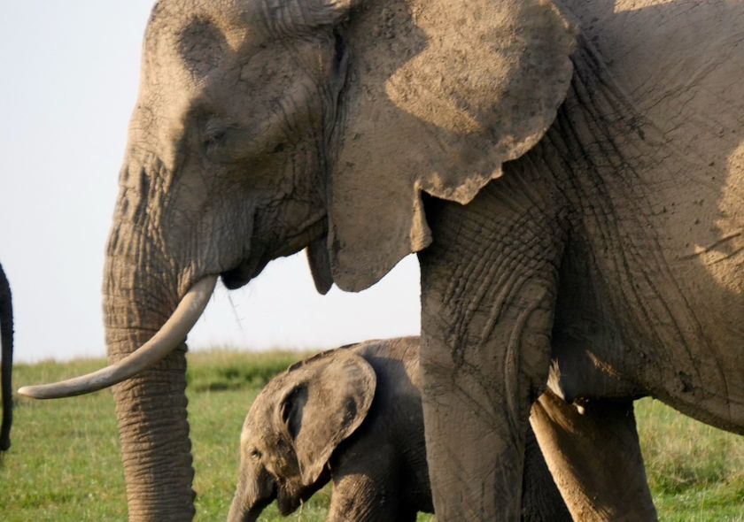 safari elephant