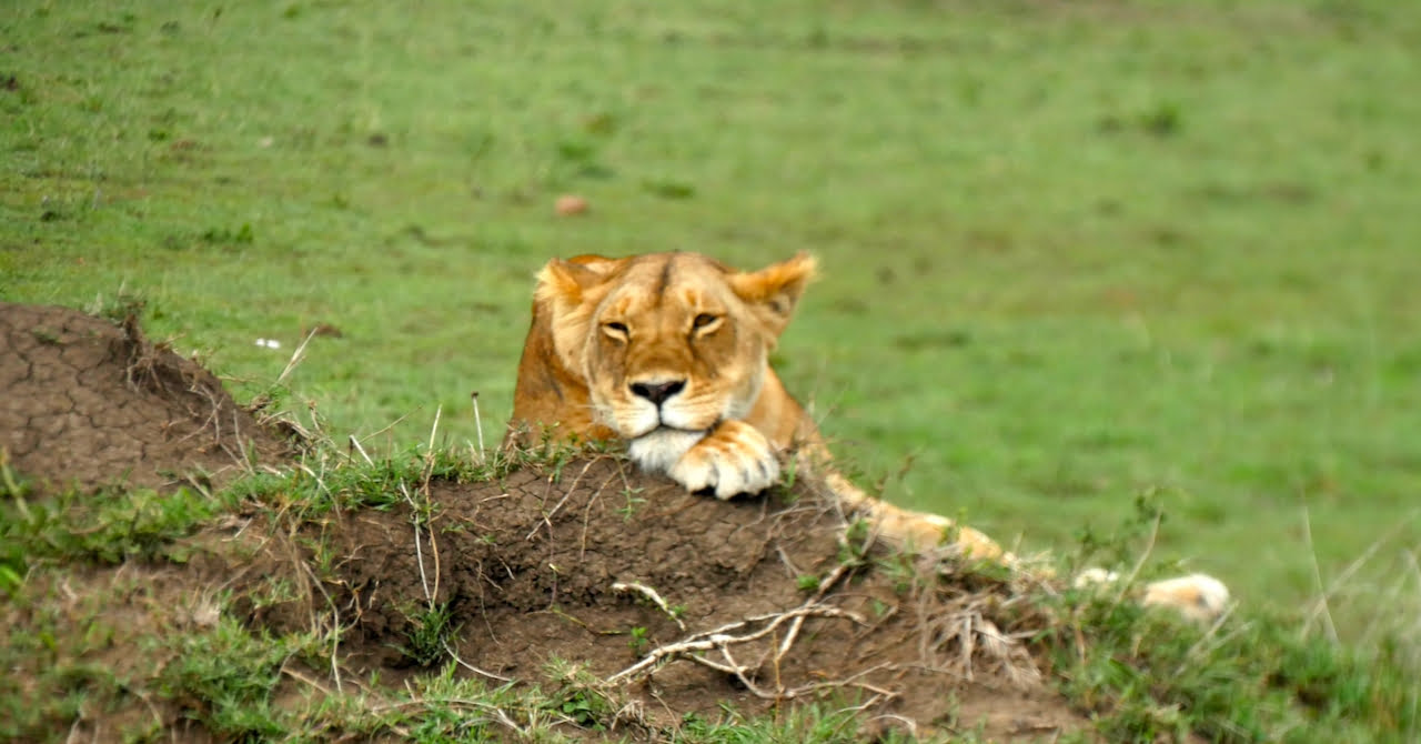 Lionne Masaï Mara