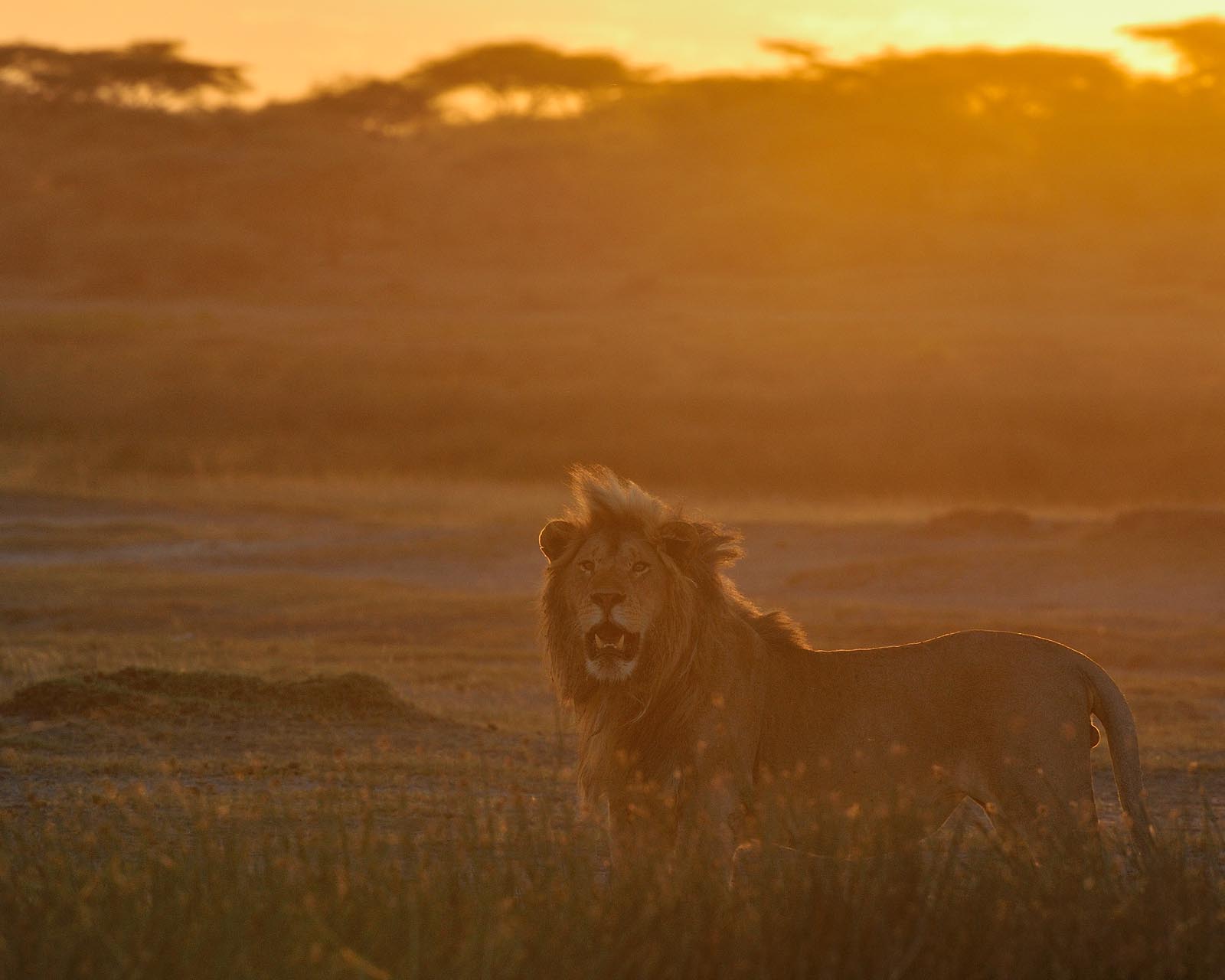 Nduti Safari
