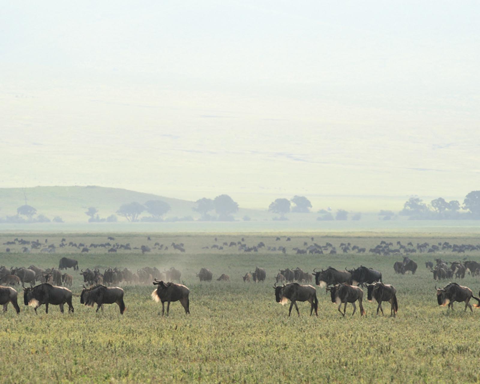 Nduti Safari