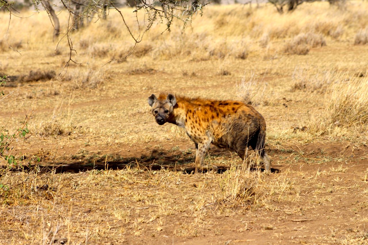 Hyène Masaï Mara
