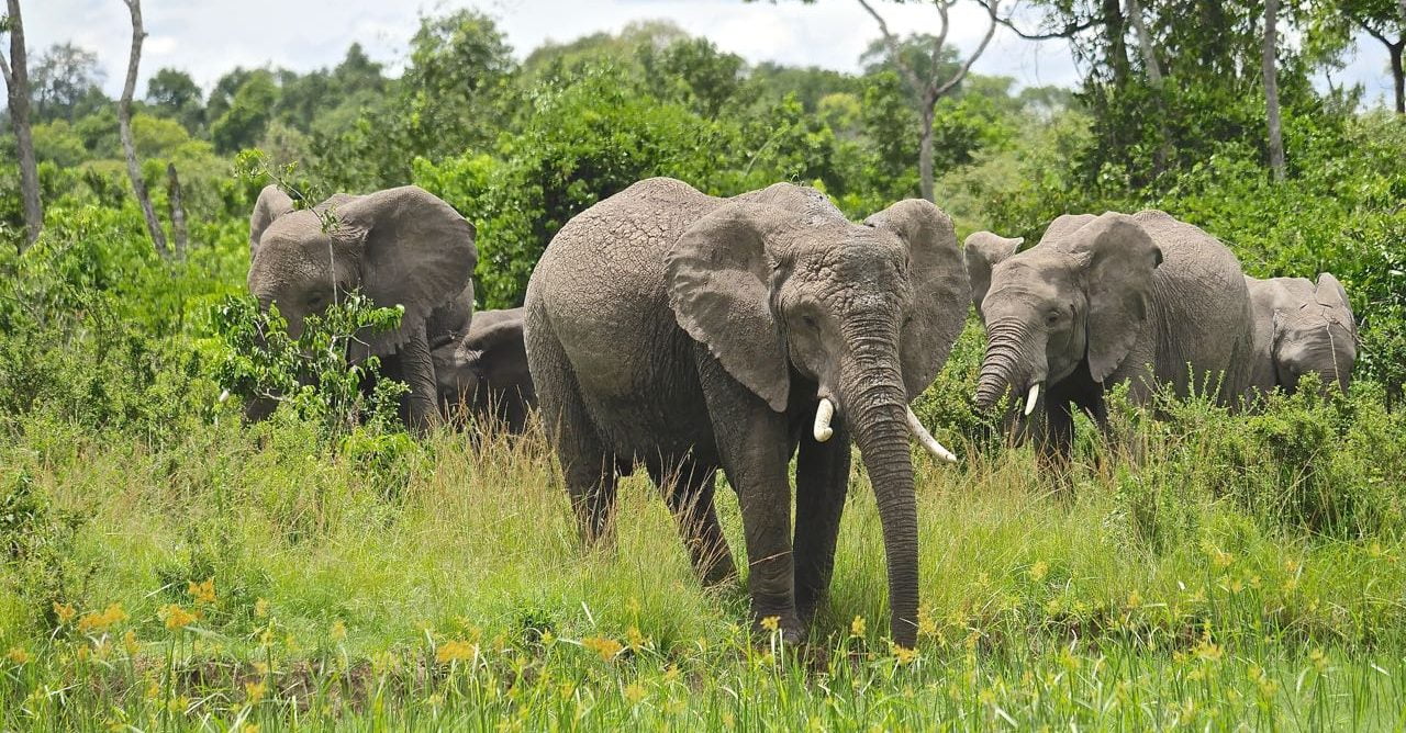 Elephant Safari Kenya