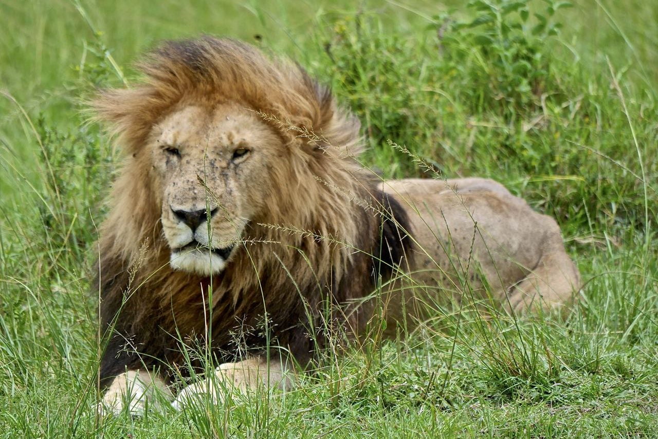 safari lion
