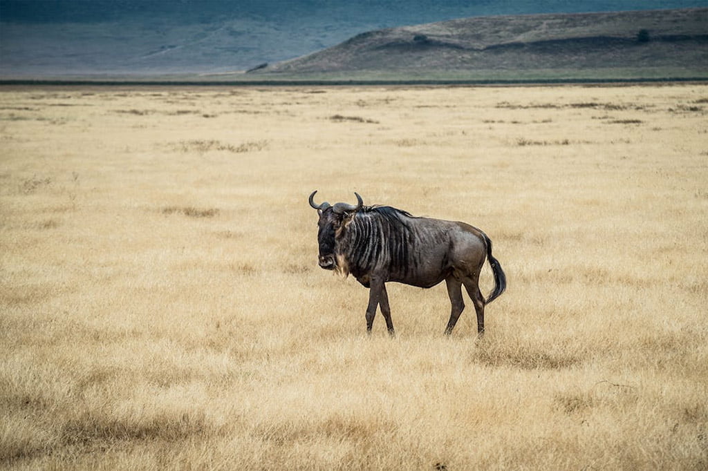 Safari Cratère Ngorongoro