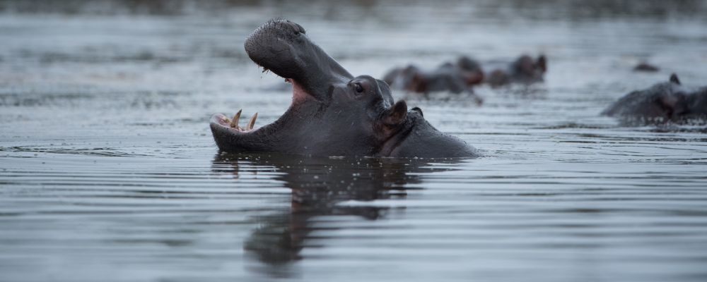 Hippopotame Masaï Mara
