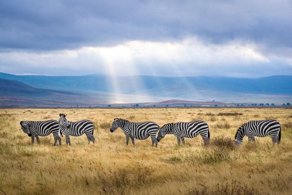 Safari Cratère Ngorongoro