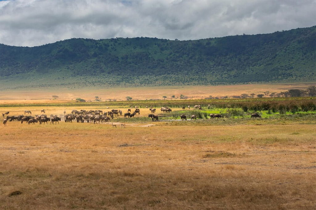 Safari Cratère Ngorongoro
