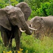 Safari Big Five