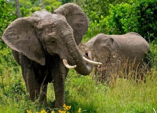 Où aller pour voir les Big Five ?