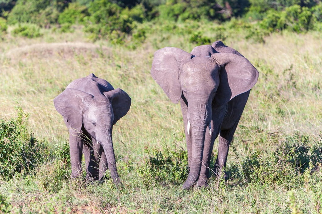 Safari Serengeti