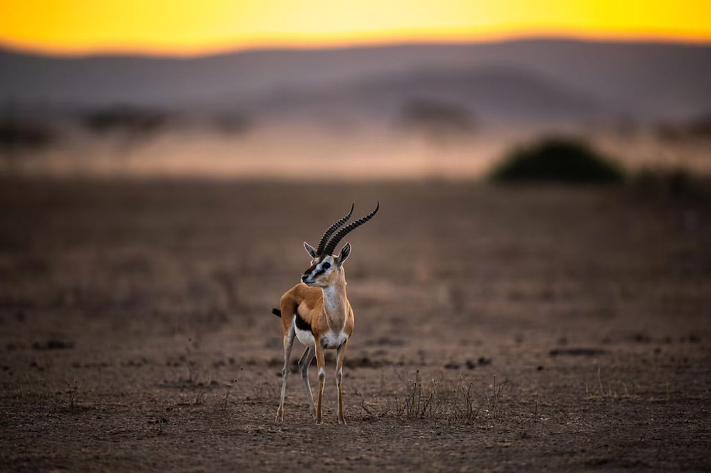 Safari Serengeti