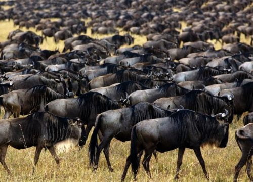 Quand voir le plus d’animaux au Kenya ?