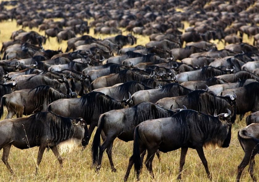 migration buffle