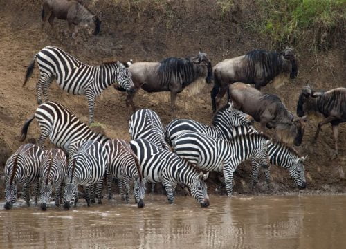 Quels animaux font en grand nombre leur migration au Masai Mara ?