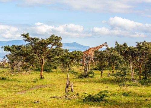 Quel temps au Kenya en juillet ?
