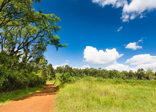 La forêt de Karura