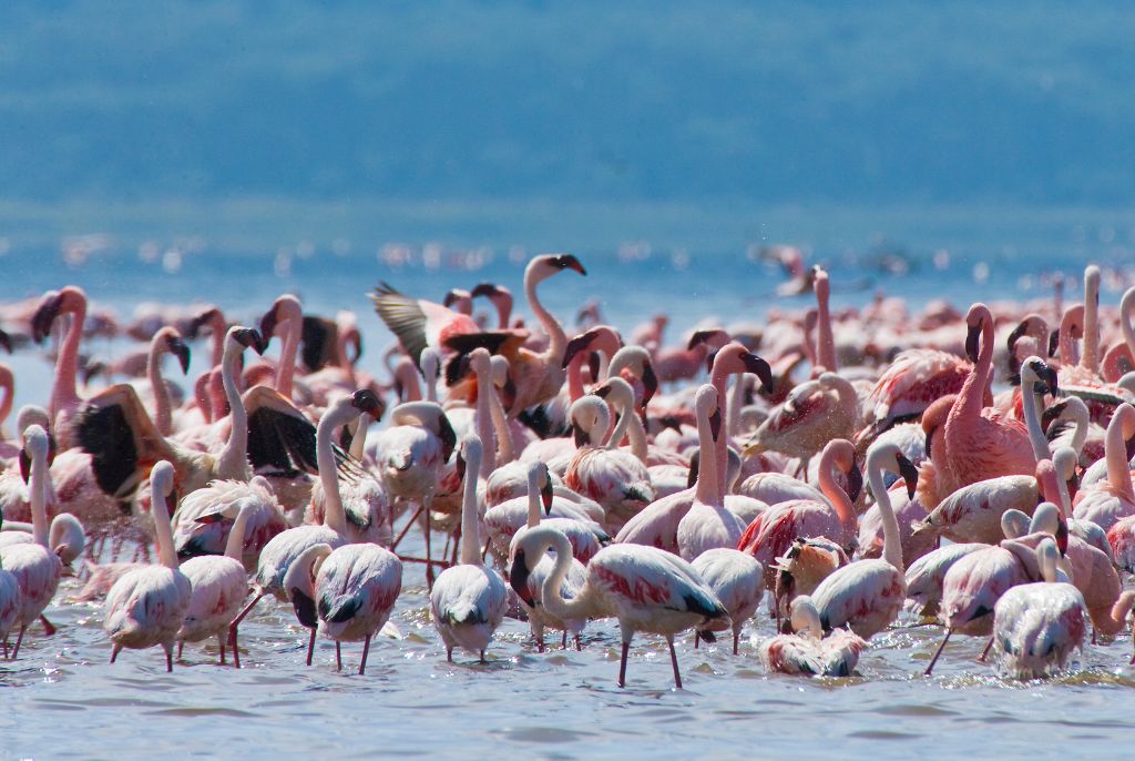 Lac Nakuru