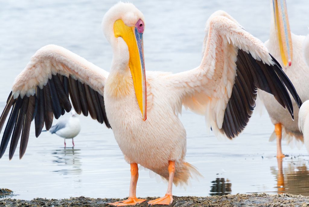 Pelican Lac Nakuru