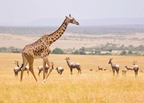 Quels animaux à Amboseli ?
