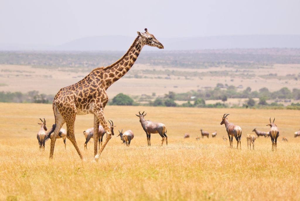 Girafe Parc Masaï Mara 