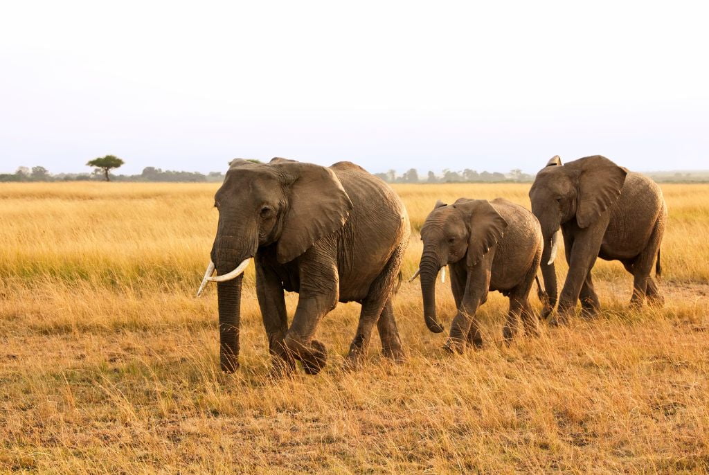 Elephant parc Masaï Mara