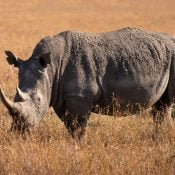 Rhinoceros Ol Pejeta
