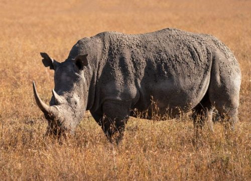 Où voir rhinocéros Kenya ?