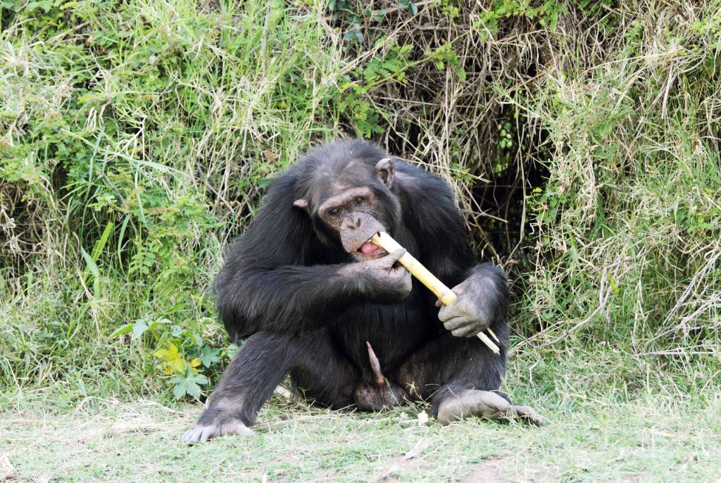 Chimpazé Safari Ol Pejeta