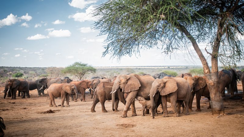 Orphelinat des éléphants de Daphné Sheldrick