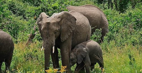 Elephant