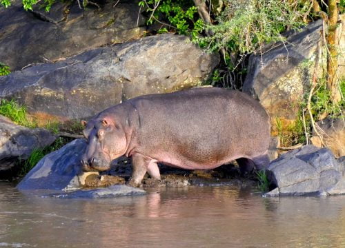 Safari Hippopotame