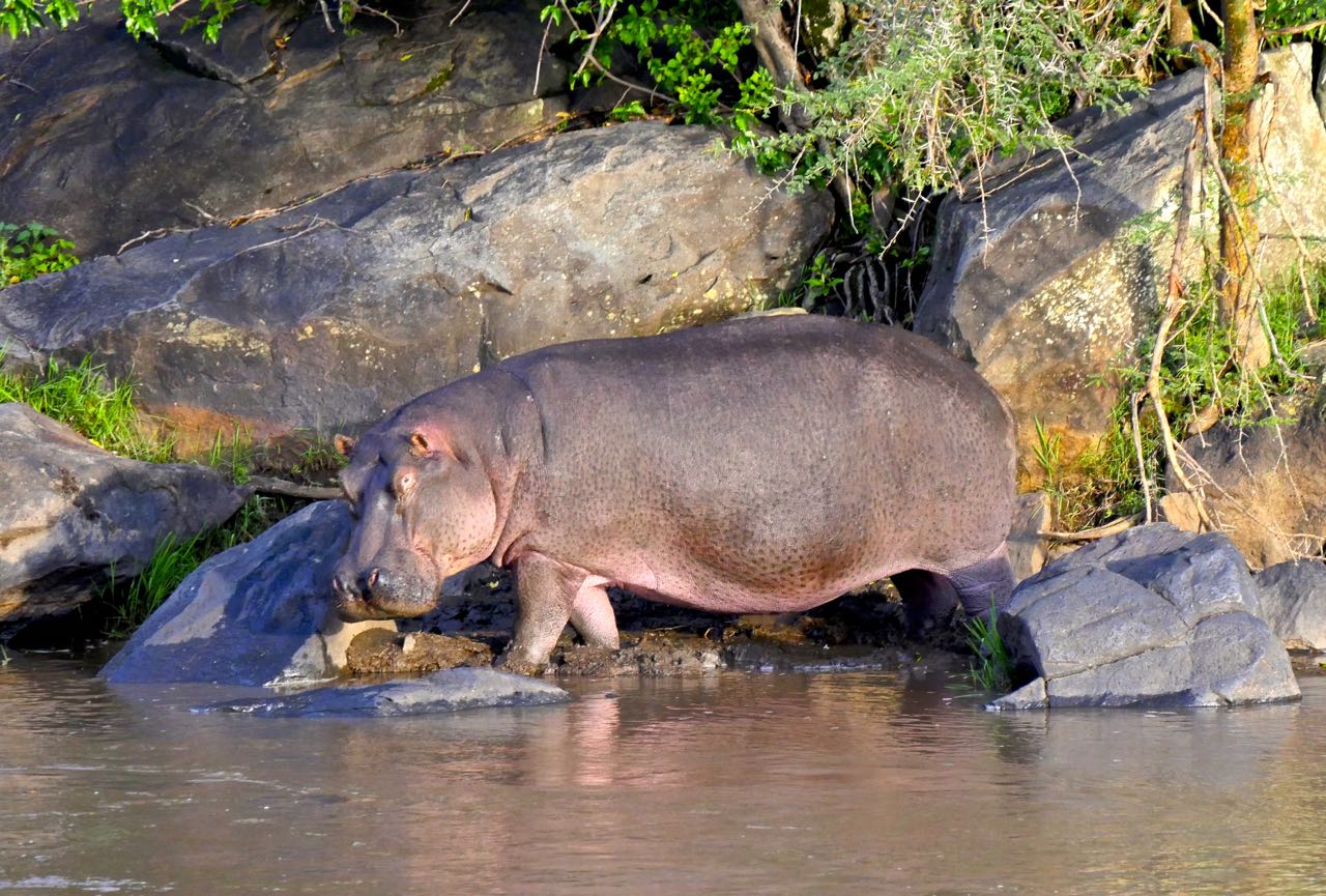 Hippopotame Safari Big Five