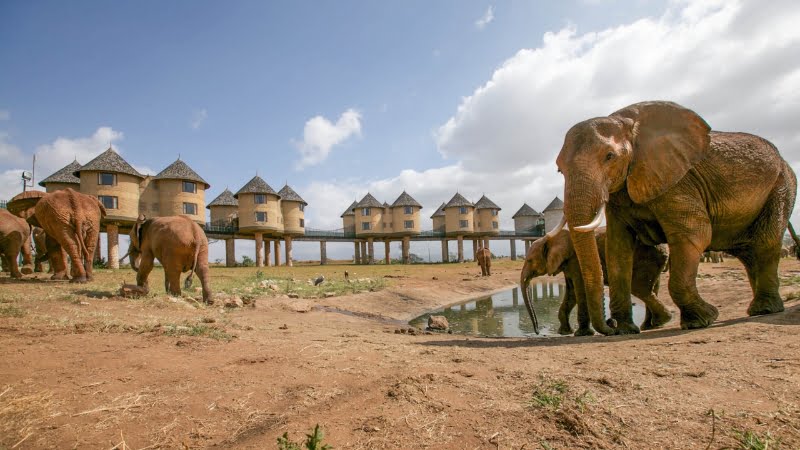 Hébergement sur pilotis vue sur point d'eaux animaux : Saltlick Safari Lodge