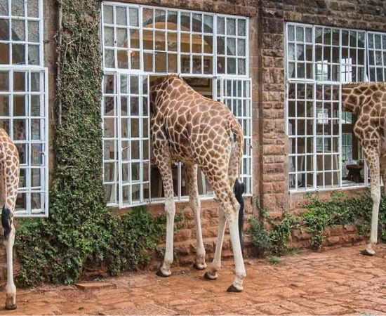 Giraffe hotel