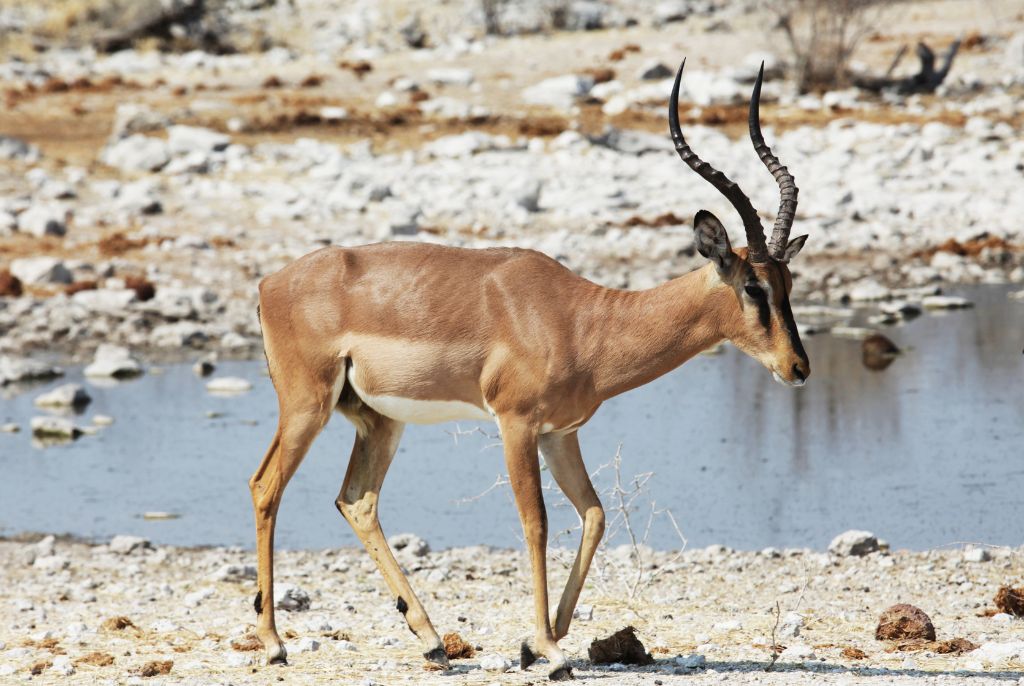 Antilope Safari Kenya