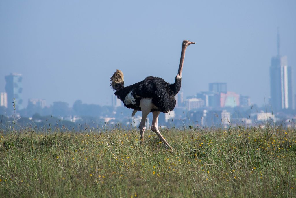 Autruche Safari Kenya