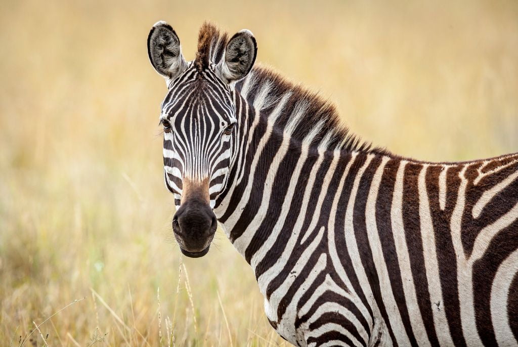 Zèbre Safari Kenya