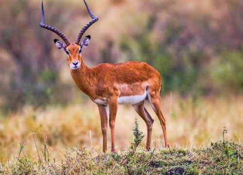 Antilope