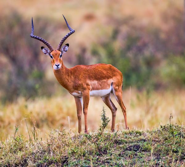 Antilope Kenya Safari