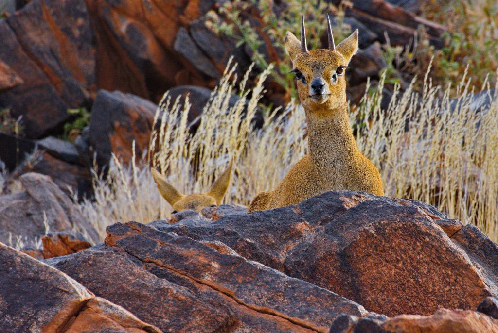 safari antilopes