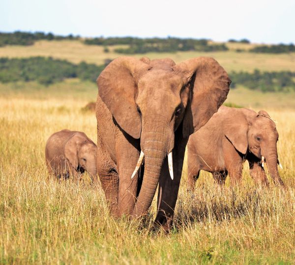Eléphant Kenya Safari