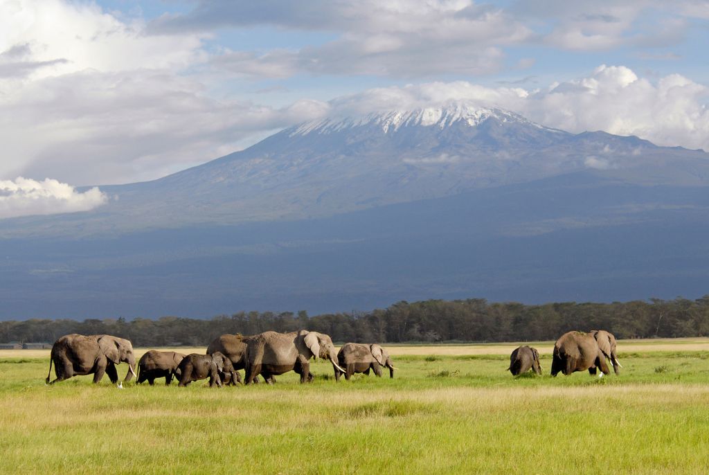 éléphant Kilimandjaro